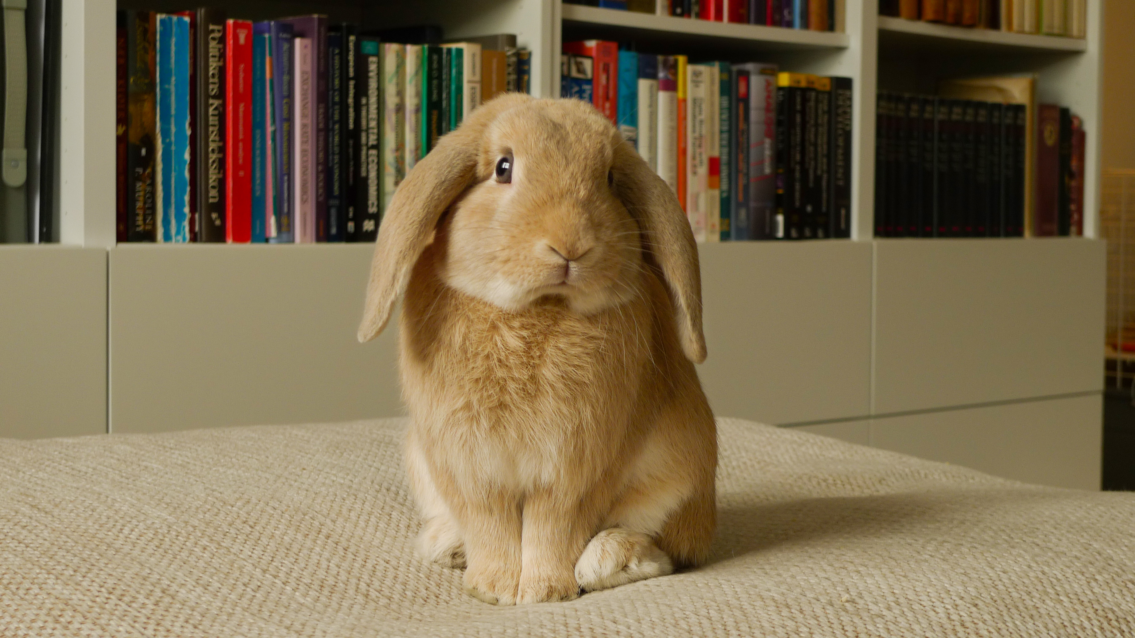 a picture of a bunny looking expectantly at the camera